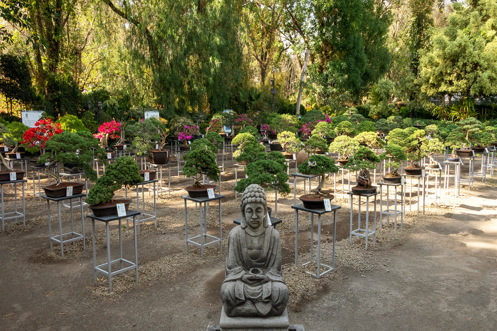 Museo_Bonsai_buda_2048 (1)